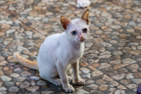 Photo of a stray cat with bokeh. A stray cat is a cat whose life roams the streets.の写真素材