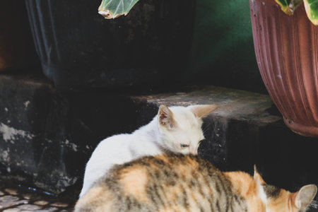 Photo of a stray cat with bokeh. A stray cat is a cat whose life roams the streets.の写真素材