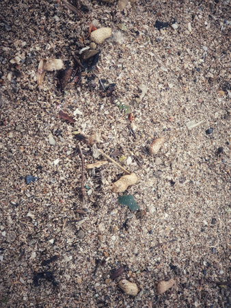 Several peanut shells scattered on the beach sand. This is one of the rubbish that litters the beach. Suitable for environmental themed template backgrounds.の写真素材
