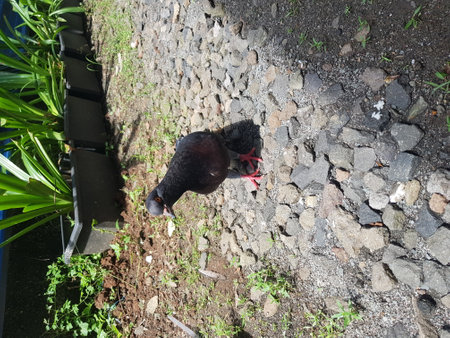 Several pigeons or dara are being released on an empty lot beside the house, while food is being spread out on the ground.の写真素材