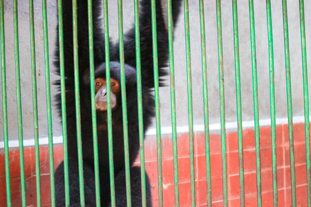 An orangutan or chimpanzee who is confined in a zoo in Jakarta, Ragunan.