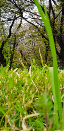 Paspalum plicatulum is a species of grass known by the common name brownseed paspalum. Used primarily as a permanent pasture in seasonally poorly drained, low fertility soils.の写真素材