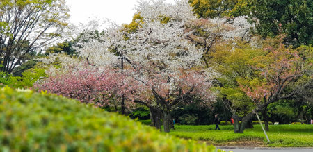 The atmosphere of the east gardens of the Imperial Palace in Tokyo in April, where there are still some cherry blossoms and some leaves that are still green.の写真素材