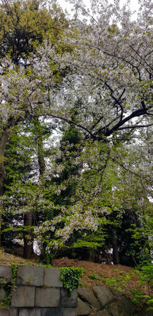Spring leaves, Japanese Maple tree and leaves in Tokyo Shibuya National Parkの写真素材