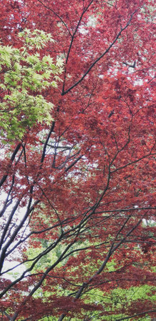 Autumn leaves, Japanese Red Maple tree and leaves in Tokyo Shibuya National Parkの写真素材