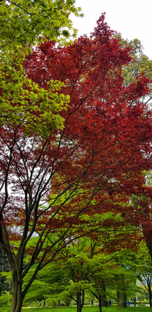 Autumn leaves, Japanese Red Maple tree and leaves in Tokyo Shibuya National Park