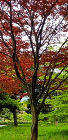 Autumn leaves, Japanese Red Maple tree and leaves in Tokyo Shibuya National Parkの写真素材