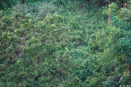 Fill in frame photo of green leaf bushes. Different kinds of leaves from different kinds of plants,...