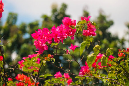 Bougainvillea glabra is an evergreen climbing plant with thorny stems, native to South America. In Britain it's grown as a houseplant, typically in sunny. The epithet 'glabra' comes from Latin and means "bald"の写真素材