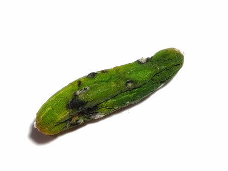 Isolated white photo of a cucumber that has shrunk, started to rot and has mold. Disgusting and can no longer be consumed.の写真素材