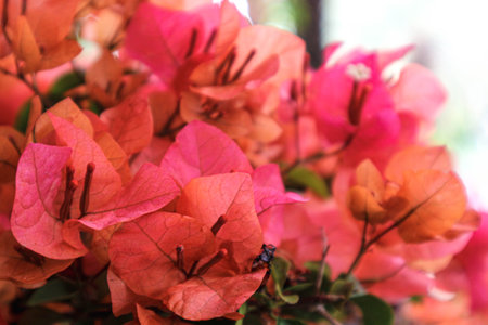 Bougenville flowers or commonly known as paper flowers are one type of flower that is quite popular in Indonesia. This flower is very thin, usually this bougainvillea flower will drop its leaves when it is flowering.の写真素材
