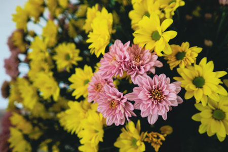 Puspita Nusantara Chrysanthemum is a cultivar resulting from the hybridization program. It has yellow and pink and soft petals, characterized by fast flowering and immune to rust disease.の写真素材