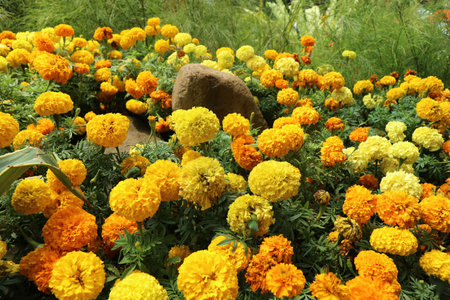 Marigold flower Tagetes erecta L., has a bright color dominated by one color, namely bright yellow. This flower is often collected as an ornamental plant and is widely used at weddings.の写真素材