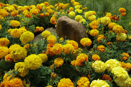 Marigold flower Tagetes erecta L., has a bright color dominated by one color, namely bright yellow. This flower is often collected as an ornamental plant and is widely used at weddings.の写真素材