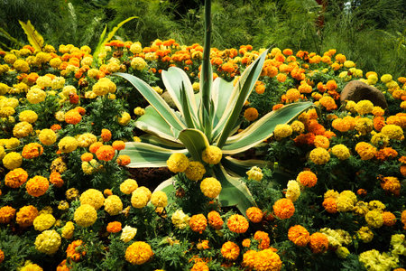 Marigold flower Tagetes erecta L., has a bright color dominated by one color, namely bright yellow. This flower is often collected as an ornamental plant and is widely used at weddings.の写真素材