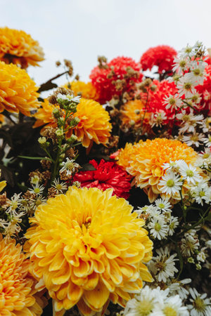 Marigold flower Tagetes erecta L., has a bright color dominated by one color, namely bright yellow. This flower is often collected as an ornamental plant and is widely used at weddings.の写真素材