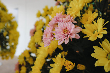 Puspita Nusantara Chrysanthemum is a cultivar resulting from the hybridization program. It has yellow and pink and soft petals, characterized by fast flowering and immune to rust disease.の写真素材