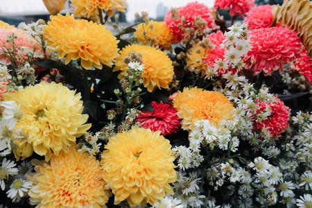 Marigold flower Tagetes erecta L., has a bright color dominated by one color, namely bright yellow. This flower is often collected as an ornamental plant and is widely used at weddings.の写真素材