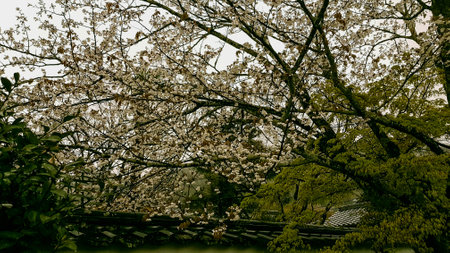 The condition of one of the Japanese gardens in Arashiyama in late spring. Some cherry blossom flowers are still in bloom, some trees still have green leaves, but some others have started to fall.の写真素材