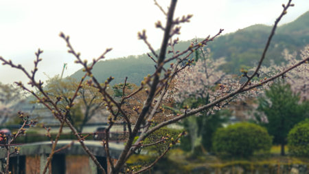 The condition of one of the Japanese gardens in Arashiyama in late spring. Some cherry blossom flowers are still in bloom, some trees still have green leaves, but some others have started to fall.の写真素材