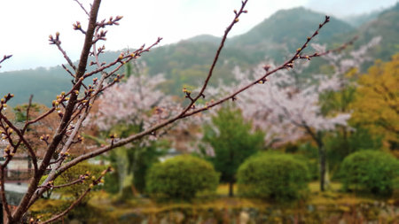 The condition of one of the Japanese gardens in Arashiyama in late spring. Some cherry blossom flowers are still in bloom, some trees still have green leaves, but some others have started to fall.の写真素材
