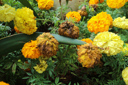Marigold flower Tagetes erecta L., has a bright color dominated by one color, namely bright yellow. This flower is often collected as an ornamental plant and is widely used at weddings.の写真素材