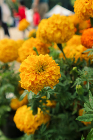 Marigold flower Tagetes erecta L., has a bright color dominated by one color, namely bright yellow. This flower is often collected as an ornamental plant and is widely used at weddings.の写真素材