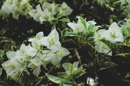 Bougenville flowers or commonly known as paper flowers are one type of flower that is quite popular in Indonesia. This flower has white color when it's blooming. This flower is very thin, usually this bougainvillea flower will drop its leaves when it is flowering.の写真素材