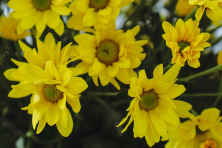 Puspita Nusantara Chrysanthemum is a cultivar resulting from the hybridization program. It has yellow and soft petals, characterized by fast flowering and immune to rust disease.の写真素材
