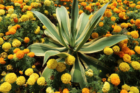 Marigold flower Tagetes erecta L., has a bright color dominated by one color, namely bright yellow. This flower is often collected as an ornamental plant and is widely used at weddings.の写真素材