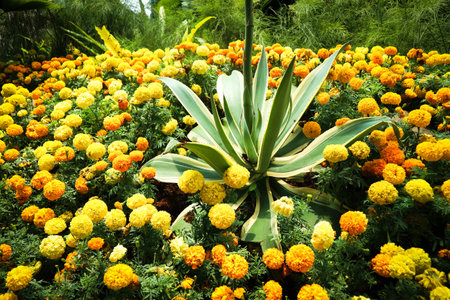 Marigold flower Tagetes erecta L., has a bright color dominated by one color, namely bright yellow. This flower is often collected as an ornamental plant and is widely used at weddings.の写真素材