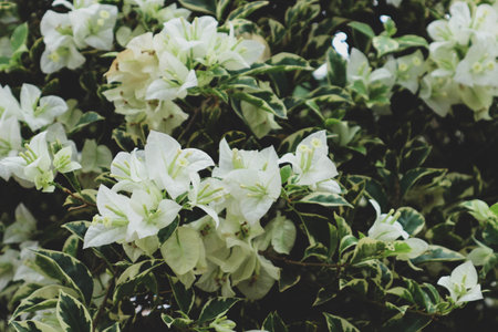 Bougenville flowers or commonly known as paper flowers are one type of flower that is quite popular in Indonesia. This flower has white color when it's blooming. This flower is very thin, usually this bougainvillea flower will drop its leaves when it is flowering.の写真素材