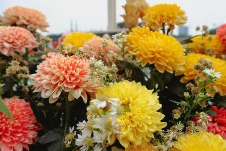 Marigold flower Tagetes erecta L., has a bright color dominated by one color, namely bright yellow. This flower is often collected as an ornamental plant and is widely used at weddings.の写真素材