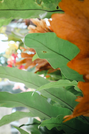 The nest fern belongs to the Polypodiaceae family. Bird's nest nails have the potential to be used as hair fertilizers, fever relievers, headaches, contraceptives, to medicine for bites or stings from venomous animals.の写真素材