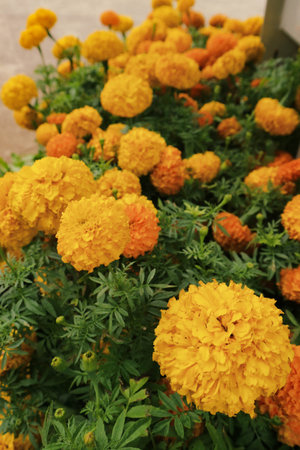 Marigold flower Tagetes erecta L., has a bright color dominated by one color, namely bright yellow. This flower is often collected as an ornamental plant and is widely used at weddings.の写真素材