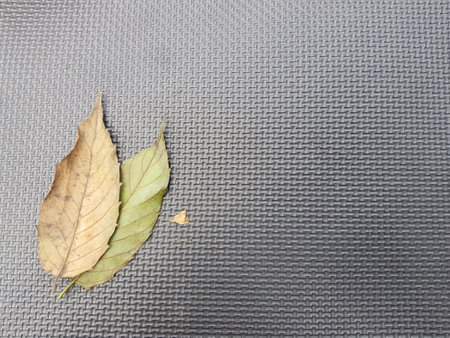 Two dry leaves, one brown and one still greenish, on a mat. Perfect for your template.の写真素材