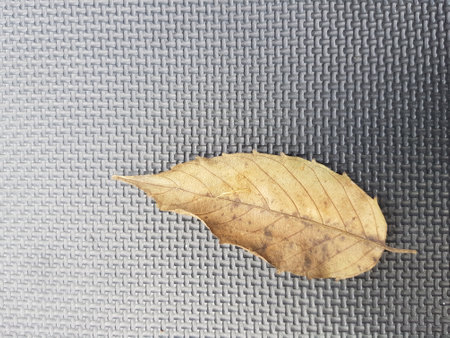 A brown dry leaf on a mat. Perfect for your template.の写真素材