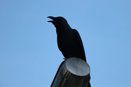 A black crow in the Dataran Putra Jaya , Malaysia. At this location a lot of crows fly.の写真素材