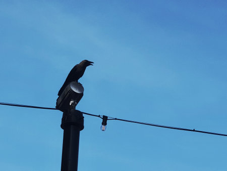 A black crow in the Dataran Putra Jaya , Malaysia. At this location a lot of crows fly.の写真素材