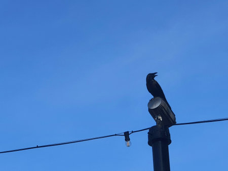 A black crow in the Dataran Putra Jaya , Malaysia. At this location a lot of crows fly.の写真素材