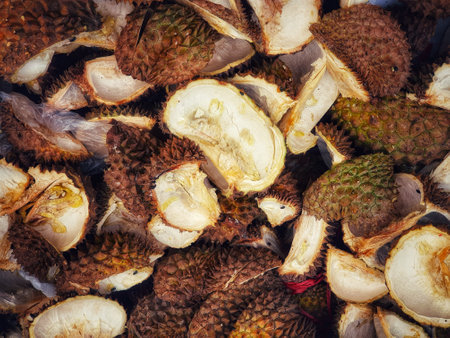 Durian skin waste surrounded by flies. Durian skin contains starch, pectin, essential oils, flavonoids, saponins, cellulose, lignin, and ethanol compoundsの写真素材