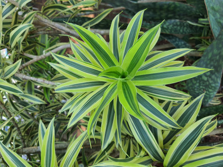 Spider plant or Parisian lily is a plant with the Latin name Chlorophytum comosum which is often used to decorate a room. The most popular spider plant varieties have long leaves that are streaked with green or white.の写真素材