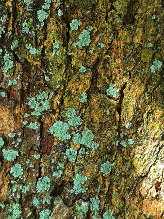 A mossy bark of a tree. Moss that grows and sticks is green.の写真素材