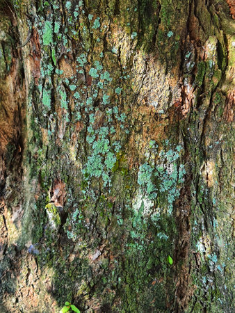 A mossy bark of a tree. Moss that grows and sticks is green.の写真素材