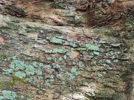 A mossy bark of a tree. Moss that grows and sticks is green.の写真素材