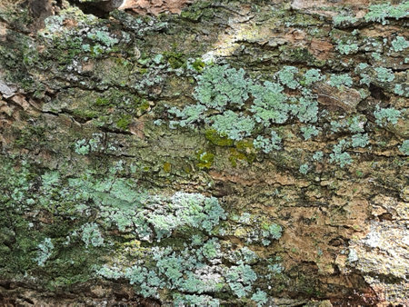 A mossy bark of a tree. Moss that grows and sticks is green.の写真素材