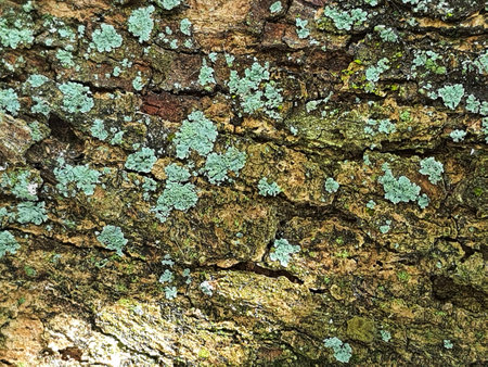 A mossy bark of a tree. Moss that grows and sticks is green.
