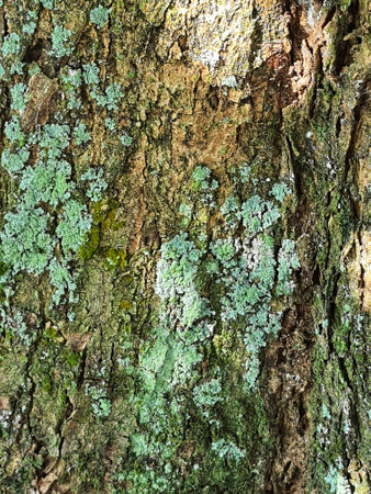 A mossy bark of a tree. Moss that grows and sticks is green.の写真素材