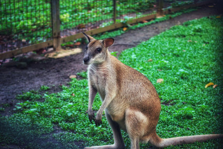 The Ground Kangaroo, The Agile Wallaby, Macropus agilis also known as the sand wallaby, is a species of wallaby found in northern Australia, New Guinea and New Guinea. This is the most common wallabyの写真素材