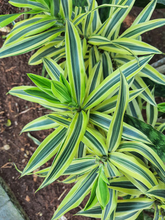 Spider plant or Parisian lily is a plant with the Latin name Chlorophytum comosum which is often used to decorate a room. The most popular spider plant varieties have long leaves that are streaked with green or white.の写真素材